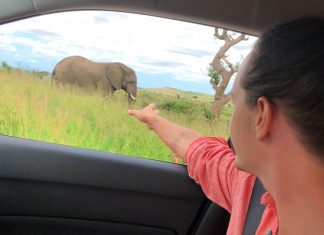 Viaje de safari en Sudáfrica con un coche de alquiler